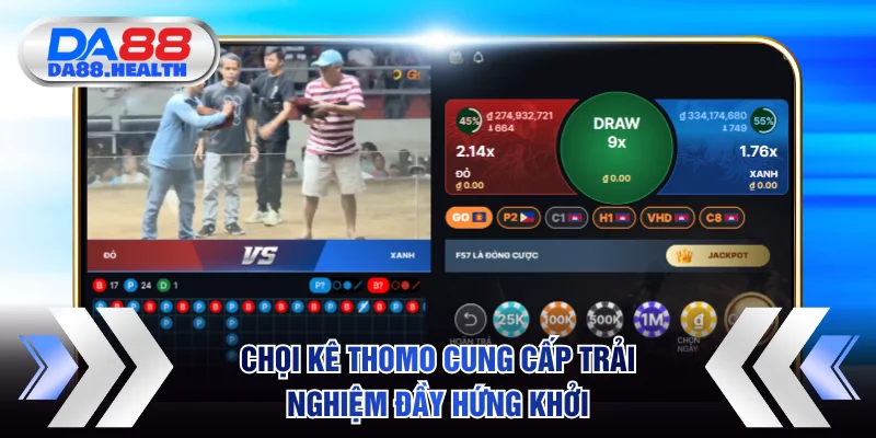 Chọi kê Thomo cung cấp trải nghiệm đầy hứng khởi